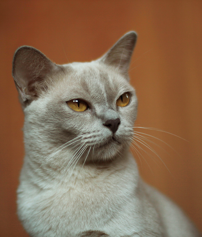 Поговорим о кошках34