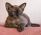 соболиная кошечка