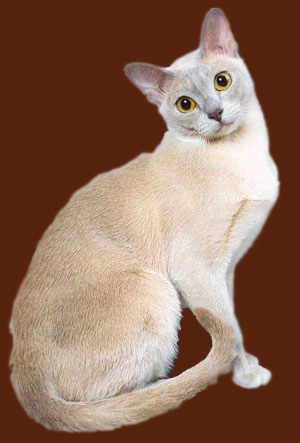 лиловая бурманская кошка (бурма)